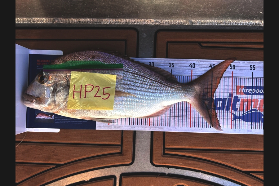 Shelby Wilton caught this 45.5cm Snapper at Northland during The Export NZ Fishing Competition