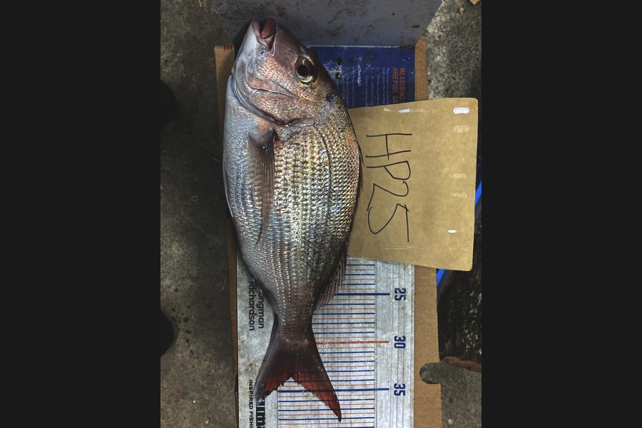Maddison Irving caught this 33.5cm Snapper at Auckland during The Export NZ Fishing Competition