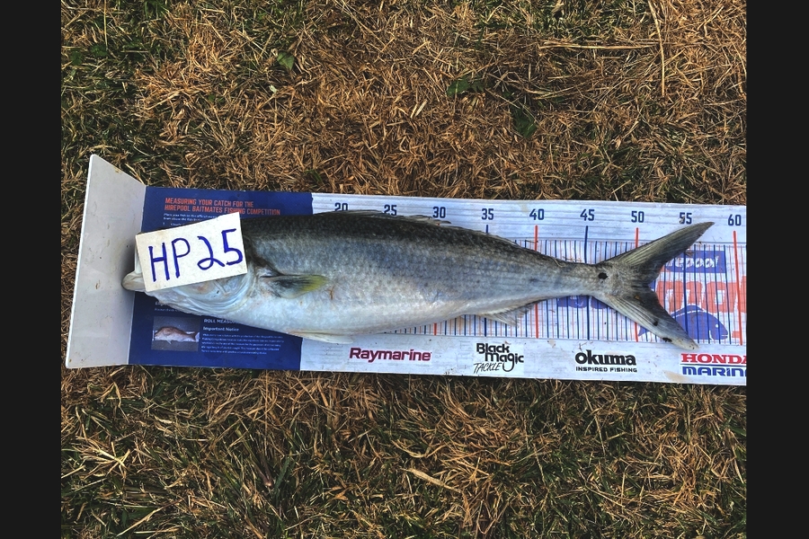 Blake Russell caught this 51.5cm Kahawai at Manawatu during The Export NZ Fishing Competition