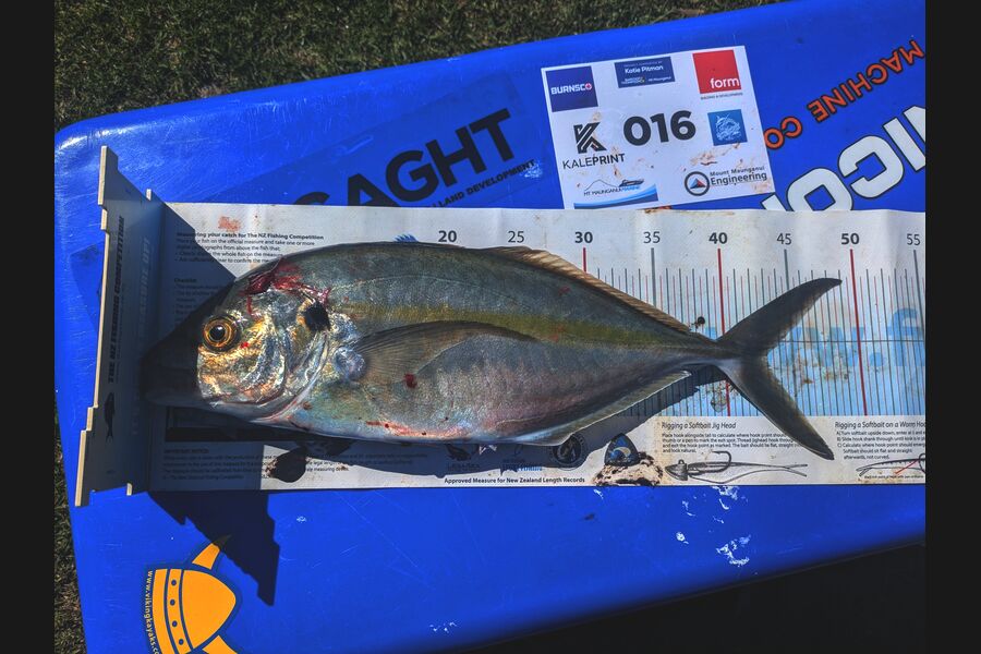 Liam Ireton caught this 43.0cm Trevally at Bay of Plenty during The Export NZ Fishing Competition