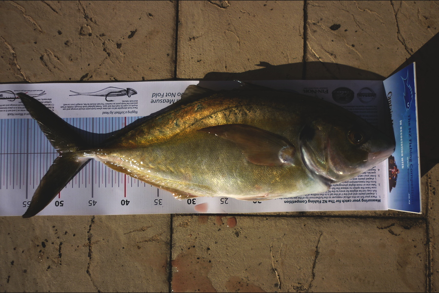 Darren Jones caught this 50.0cm Trevally at Motiti during The Export NZ Fishing Competition
