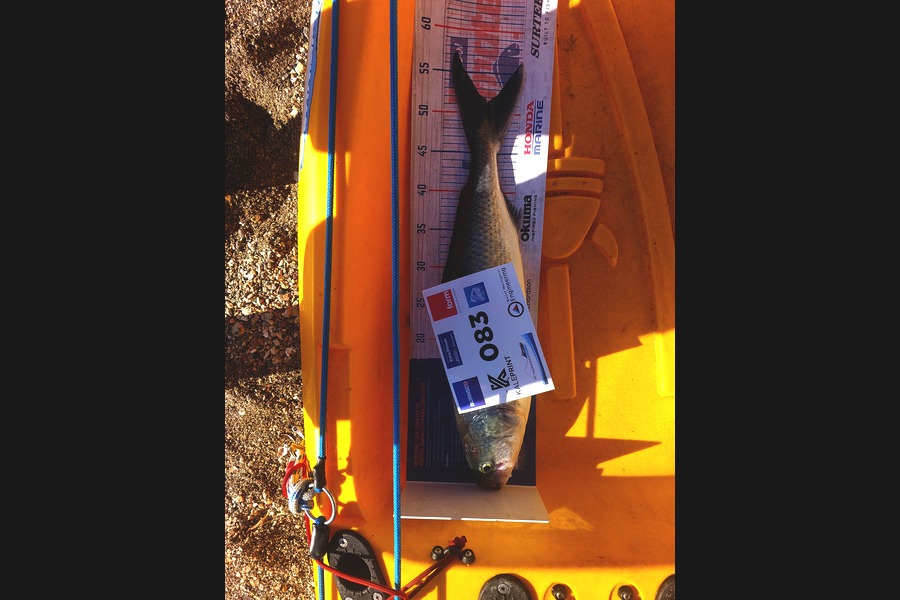 Aidan Brown caught this 51.0cm Kahawai at Bay of Plenty during The Export NZ Fishing Competition