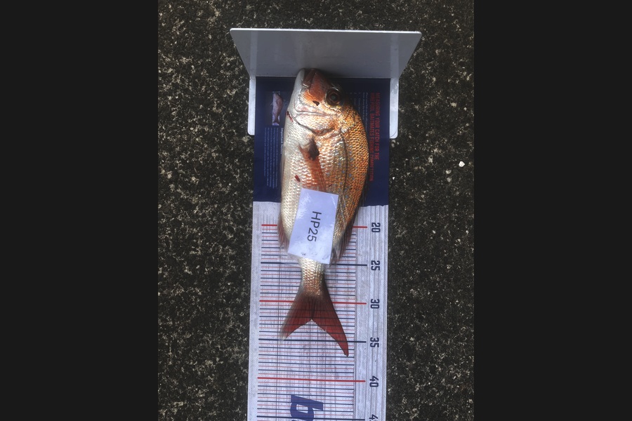 Brayden Wright caught this 32.0cm Snapper at Coromandel during The Export NZ Fishing Competition