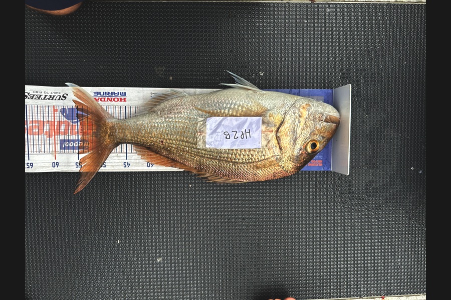 Braxton Kitching caught this 54cm Snapper at Northland during The Export NZ Fishing Competition