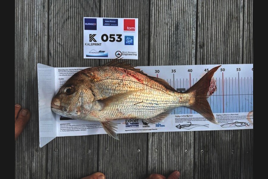 Carol  Ussher caught this 45.0cm Snapper at Bay of Plenty during The Export NZ Fishing Competition