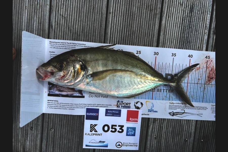 Carol  Ussher caught this 38.0cm Trevally at Bay of Plenty during The Export NZ Fishing Competition