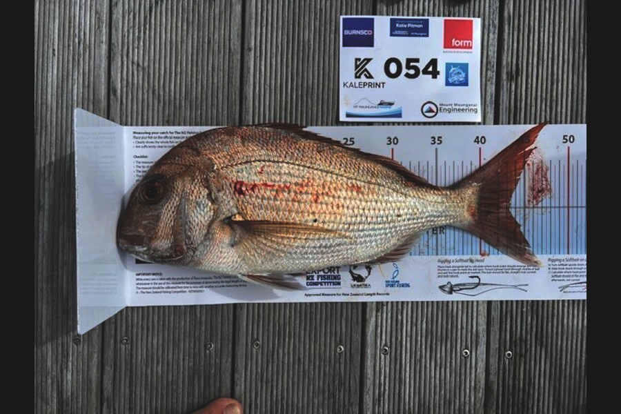 Carol  Ussher caught this 43.0cm Snapper at Bay of Plenty during The Export NZ Fishing Competition
