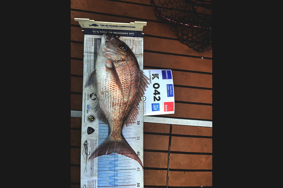 Chris Tupper caught this 39.5cm Snapper at Bay of Plenty during The Export NZ Fishing Competition