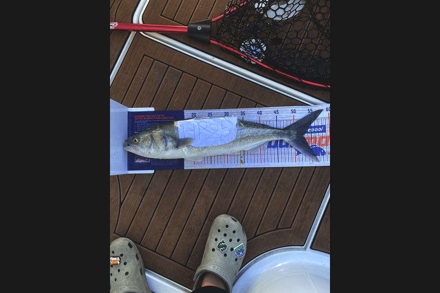 Josh Carran caught this 52.5cm Kahawai at Auckland during The Export NZ Fishing Competition