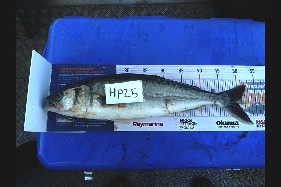 Addison Ray caught this 49.0cm Kahawai at Nelson/Marlborough during The Export NZ Fishing Competition