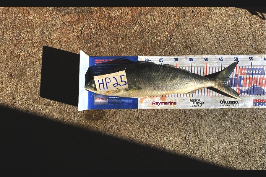 Blake Russell caught this 46.5cm Kahawai at Manawatu during The Export NZ Fishing Competition