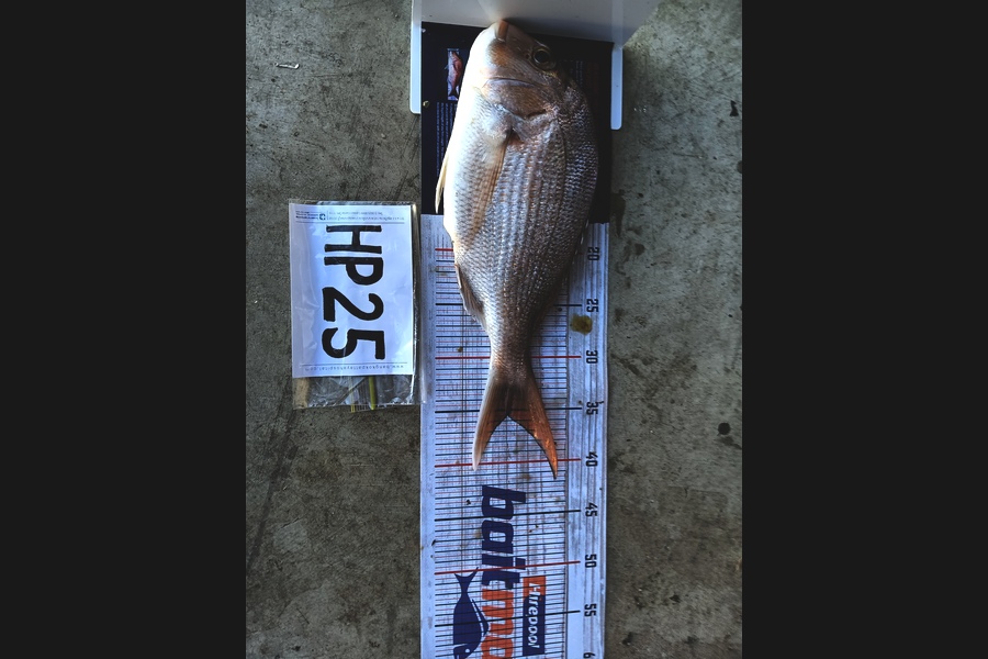 Carter Cross caught this 35.5cm Snapper at Coromandel during The Export NZ Fishing Competition
