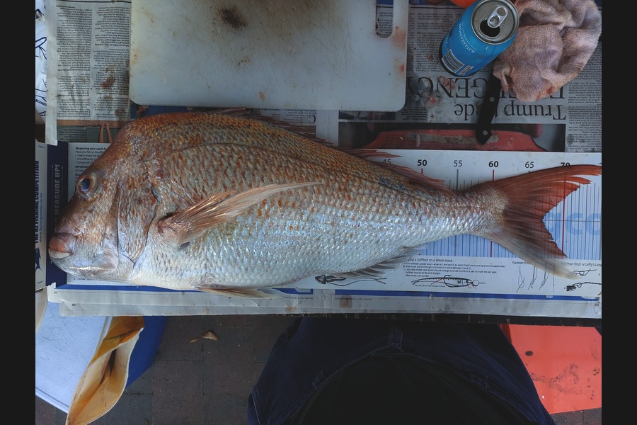 Dick Bavelaar caught this 67.0cm Snapper at Auckland during The Export NZ Fishing Competition