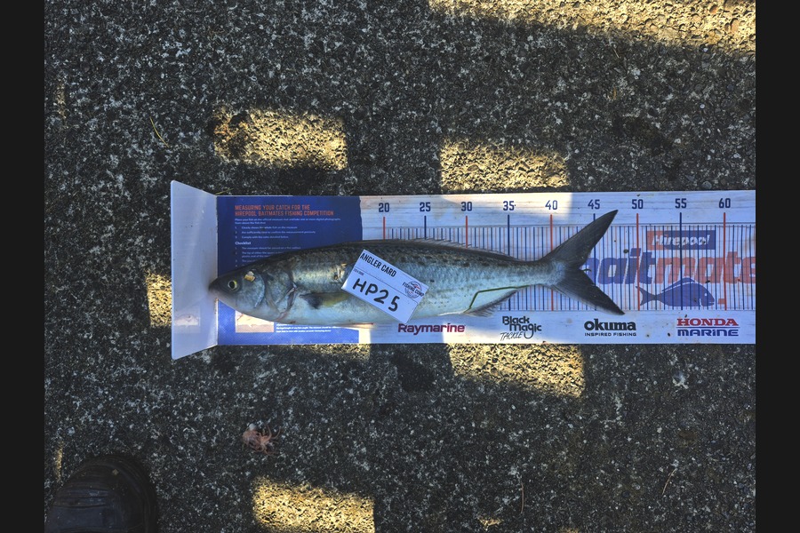 Lucas Rosson caught this 43.0cm Kahawai at Wellington during The Export NZ Fishing Competition