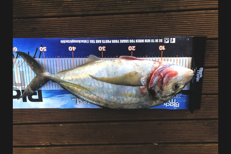 Phil Shields caught this 53.0cm Trevally at Northland during The Export NZ Fishing Competition