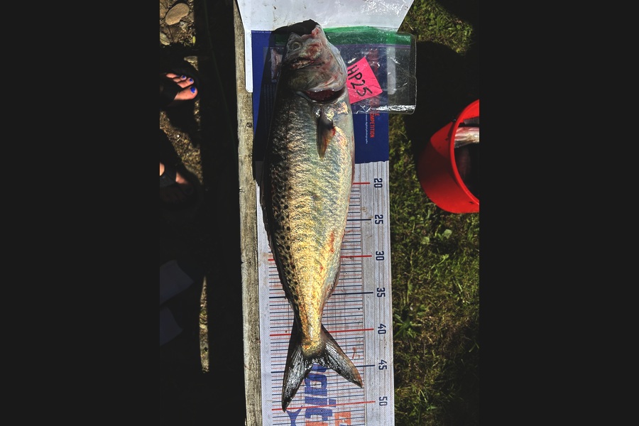Lincoln Gadsby caught this 45.0cm Kahawai at Nelson/Marlborough during The Export NZ Fishing Competition