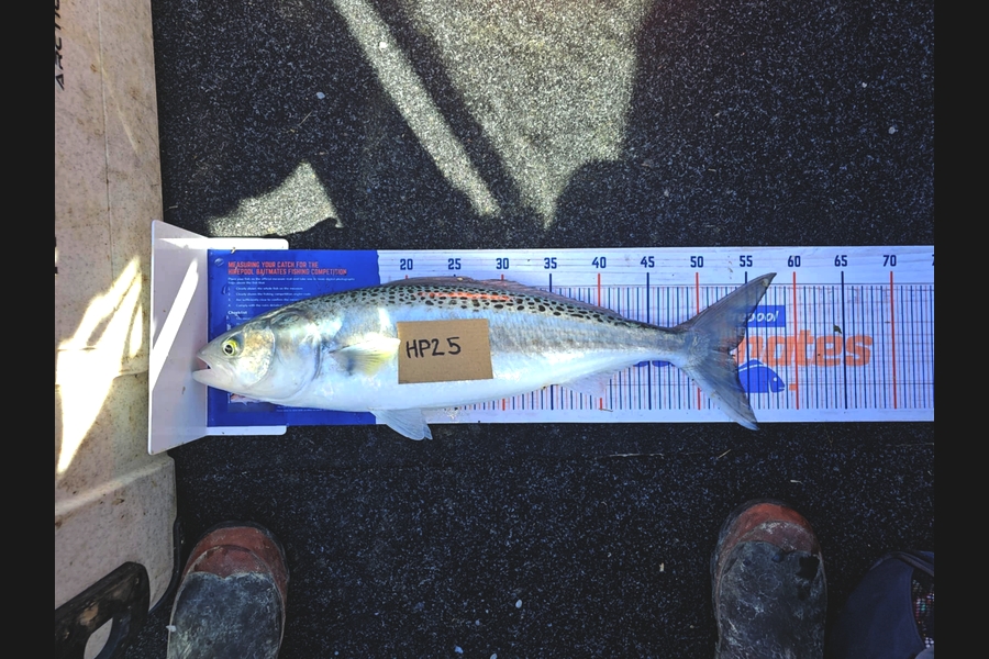 Brae Collins caught this 53.0cm Kahawai at Hawkes Bay during The Export NZ Fishing Competition
