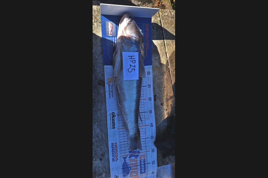 Ollie Connor caught this 48.5cm Blue Cod at Otago during The Export NZ Fishing Competition