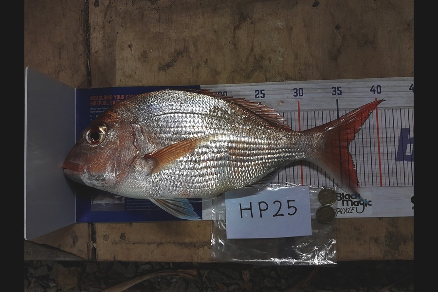 Kaden Lovegrove caught this 36.0cm Snapper at Auckland during The Export NZ Fishing Competition