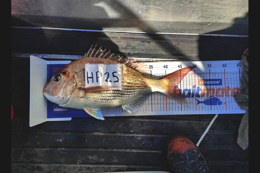 Bodhi Field caught this 44.0cm Snapper at Wellington during The Export NZ Fishing Competition