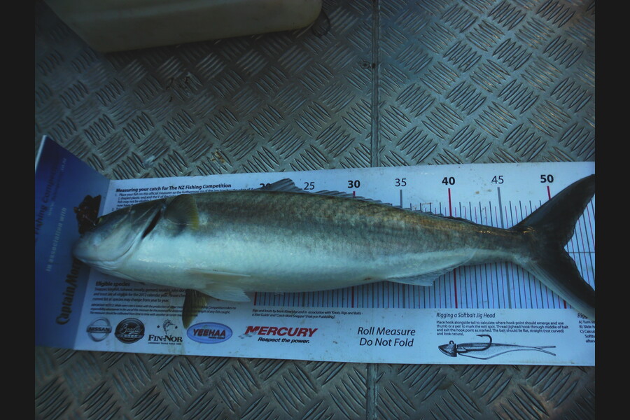 Allan Halvorson caught this 50.5cm Kahawai at Mcgregors Reef during The Export NZ Fishing Competition