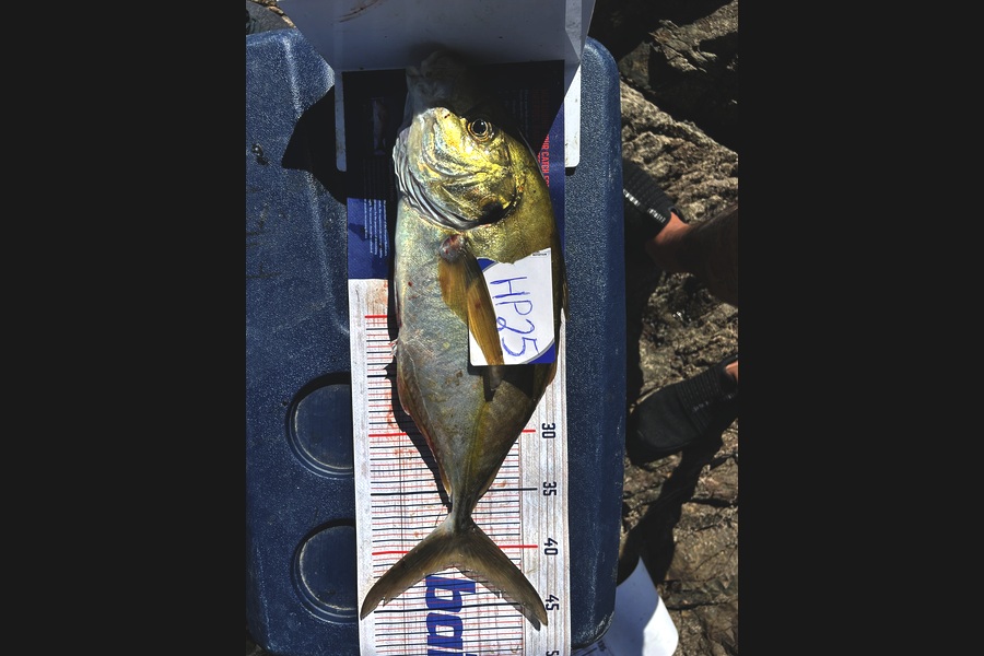 Manawa Riri caught this 41cm Trevally at Bay of Plenty during The Export NZ Fishing Competition