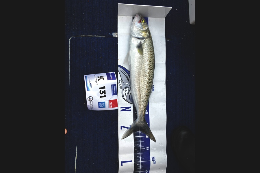 Simon Sheppard caught this 47.5cm Kahawai at Bay of Plenty during The Export NZ Fishing Competition