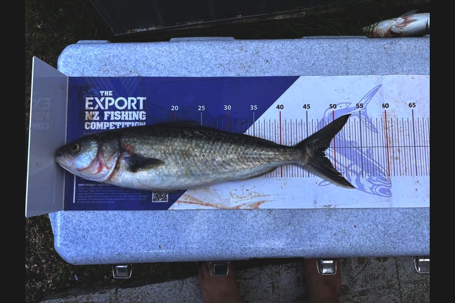 Elizabeth Milburn caught this 48.0cm Kahawai at Waikato during The Export NZ Fishing Competition