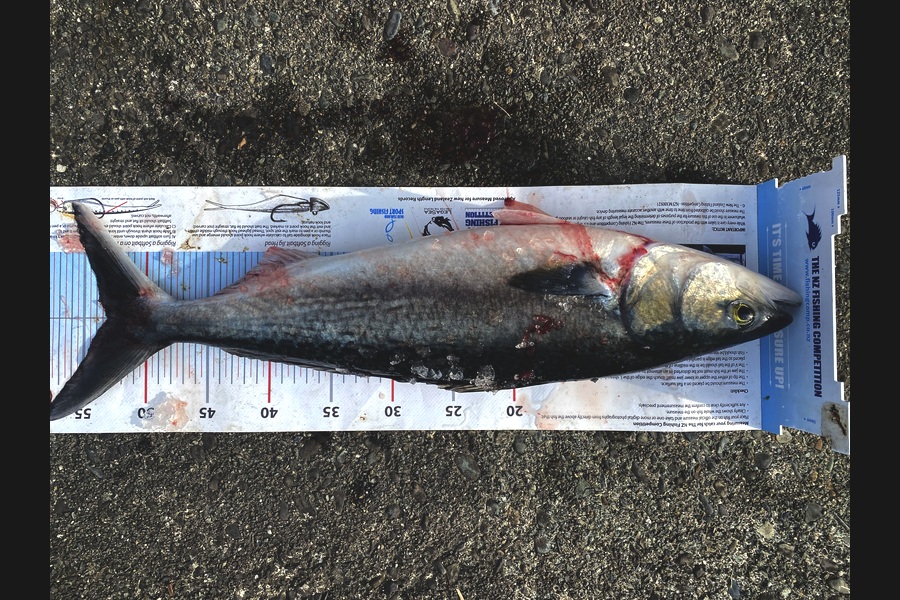 Hamish Scoggins caught this 53cm Kahawai at Nelson/Marlborough during The Export NZ Fishing Competition