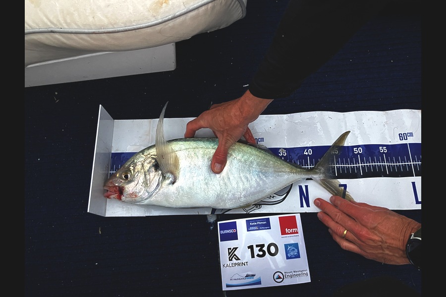 Simon Sheppard caught this 44.5cm Trevally at Bay of Plenty during The Export NZ Fishing Competition