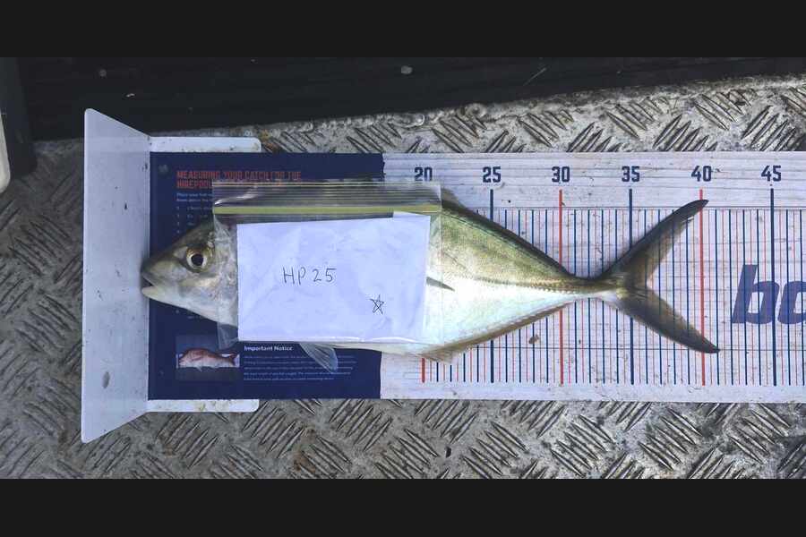 Ryan Rasmussen caught this 36.0cm Trevally at Waikato during The Export NZ Fishing Competition