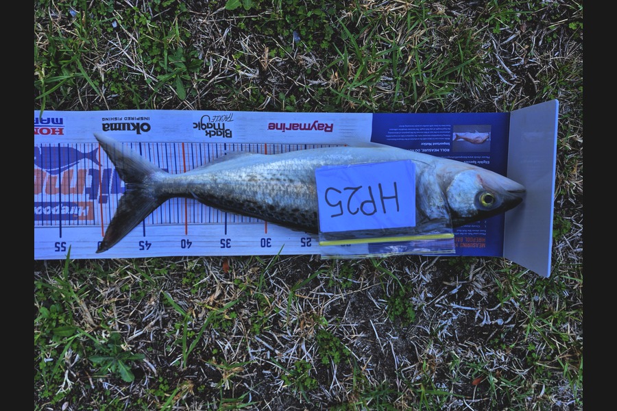 Lucas Hine caught this 46.5cm Kahawai at Bay of Plenty during The Export NZ Fishing Competition