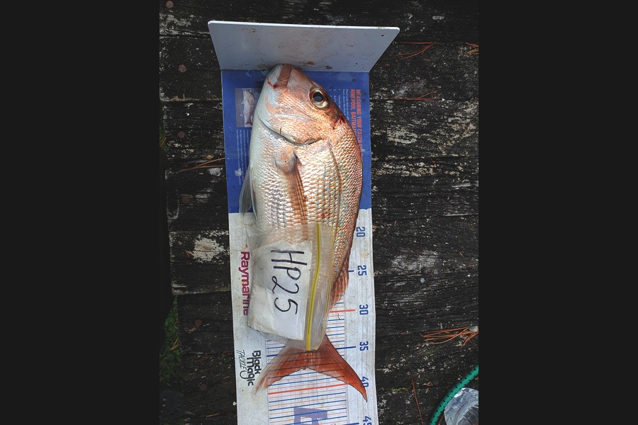 Nathaniel Beer caught this 37.0cm Snapper at Coromandel during The Export NZ Fishing Competition