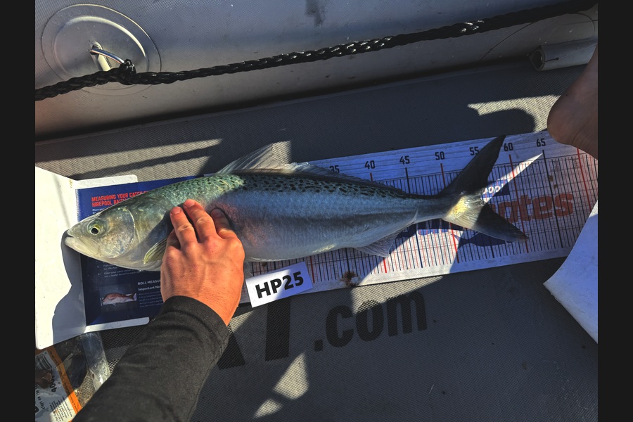 Beau Danks caught this 54.5cm Kahawai at Hawkes Bay during The Export NZ Fishing Competition