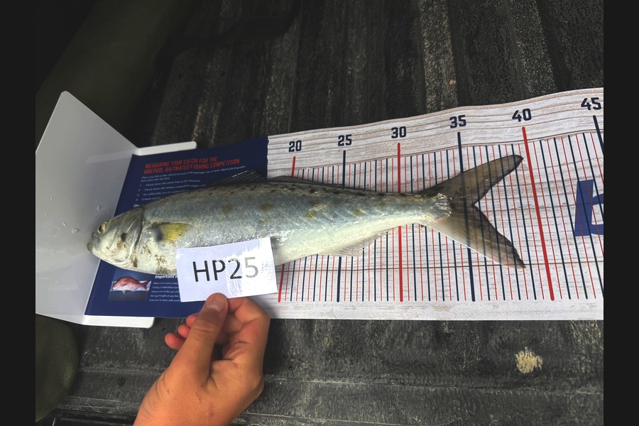 Tyler Williams caught this 35.5cm Kahawai at Canterbury during The Export NZ Fishing Competition