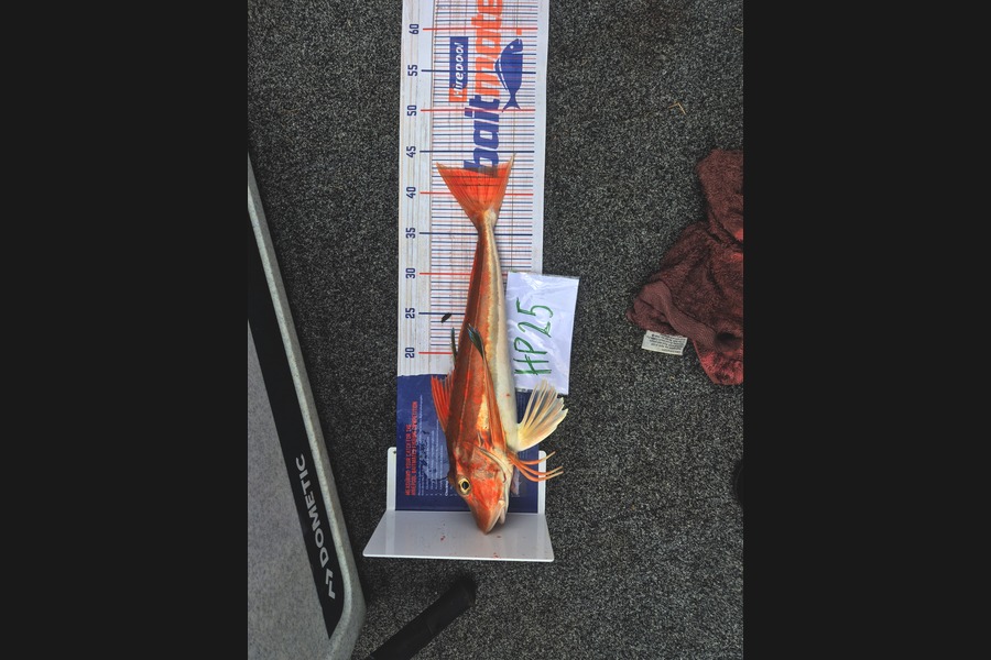 Liam Sowman caught this 43.0cm Gurnard at Nelson/Marlborough during The Export NZ Fishing Competition