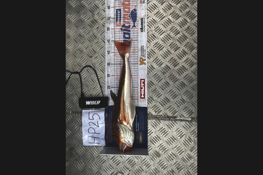 Chey Wirepa caught this 44.5cm Gurnard at Nelson/Marlborough during The Export NZ Fishing Competition