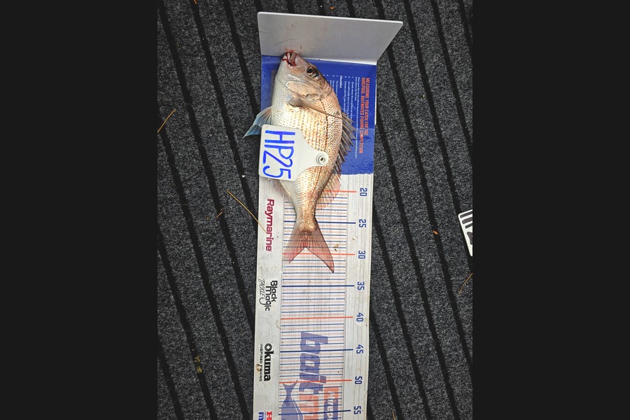 Evie Grace caught this 29.0cm Snapper at Nelson/Marlborough during The Export NZ Fishing Competition