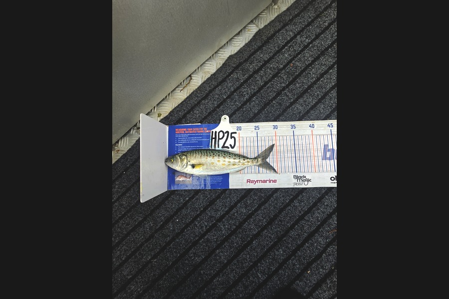 Evie Grace caught this 27cm Kahawai at Nelson/Marlborough during The Export NZ Fishing Competition