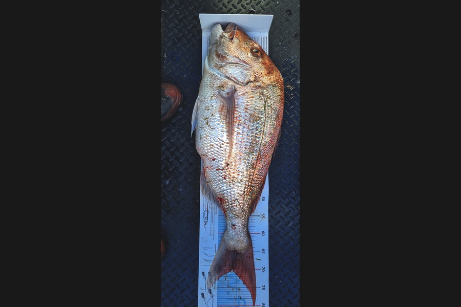 Shane  Brown  caught this 70.0cm Snapper at Manawatu during The Export NZ Fishing Competition