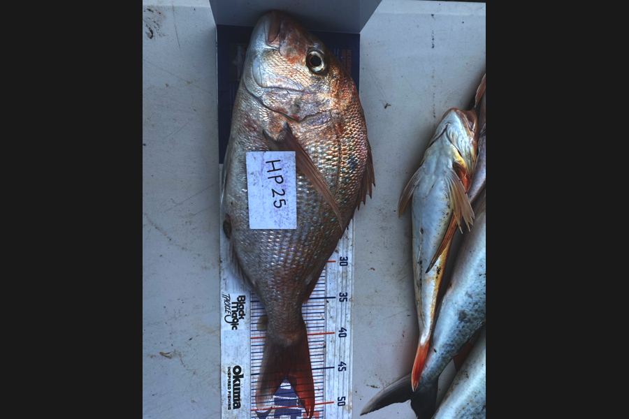 Blake Russell caught this 45.5cm Snapper at Manawatu during The Export NZ Fishing Competition