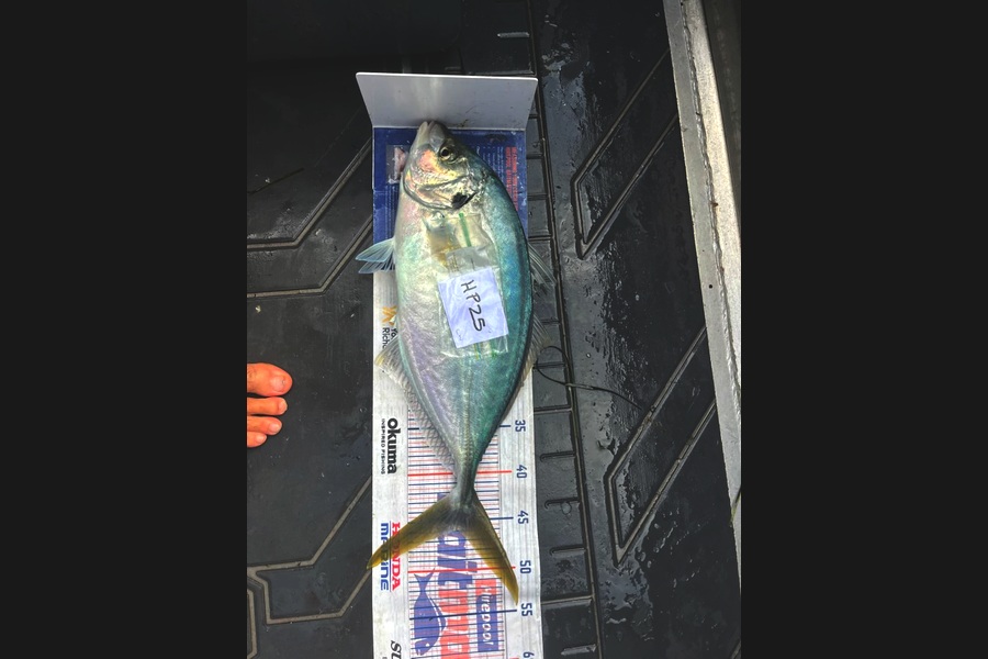 Cameron White caught this 46.0cm Trevally at Northland during The Export NZ Fishing Competition