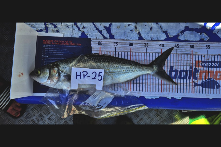 Delilah Arthur-Worsop caught this 40.0cm Kahawai at Coromandel during The Export NZ Fishing Competition