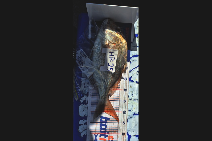 Delilah Arthur-Worsop caught this 40.0cm Snapper at Coromandel during The Export NZ Fishing Competition