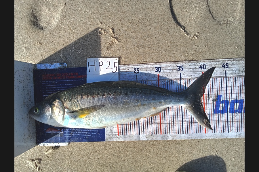 Bodhi Bishop Saunders caught this 39.0cm Kahawai at Coromandel during The Export NZ Fishing Competition