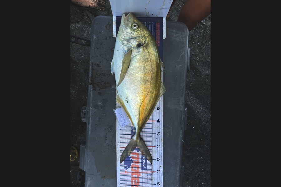 Taitea Love Junior caught this 49.5cm Trevally at Wairarapa
 during The Export NZ Fishing Competition