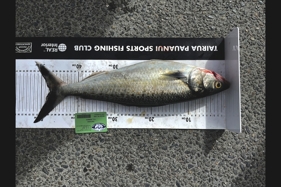 Tim Evans caught this 47.5cm Kahawai at Coromandel during The Export NZ Fishing Competition