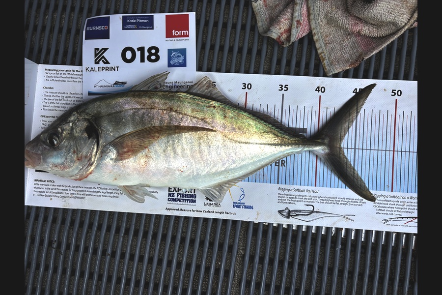 Allan Derbyshire caught this 43.0cm Trevally at Bay of Plenty during The Export NZ Fishing Competition