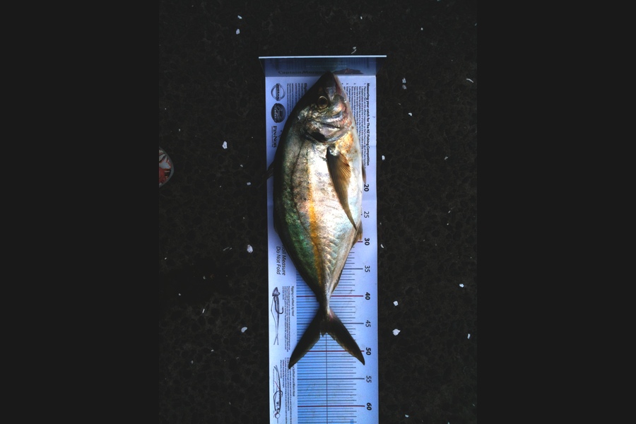 marco capozzella caught this 47.0cm Trevally at Outer Gulf during The Export NZ Fishing Competition