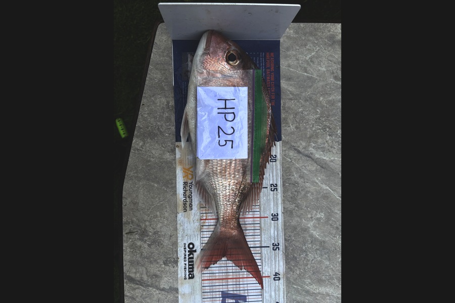 Koby Brunsden caught this 36.0cm Snapper at Bay of Plenty during The Export NZ Fishing Competition